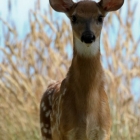 deer-2