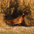 pheasant-1