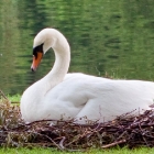 swans-2